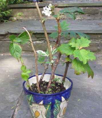 hydrangea-cuttings-in-pot