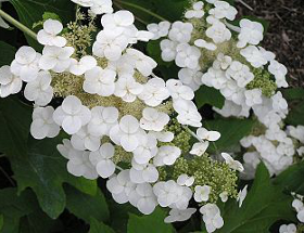 Hydrangea cuttings grow in my lucky pot | Glen Echo Arts & Analytics