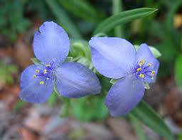 spiderwort-get-growing