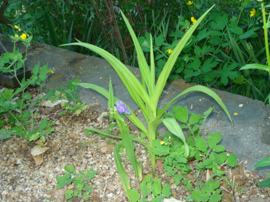 spiderwort