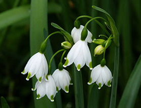 summer-snowflakes-get-growing