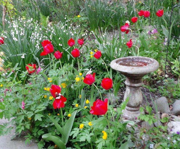 Tulips and daffodils next to the birdbath in the garden