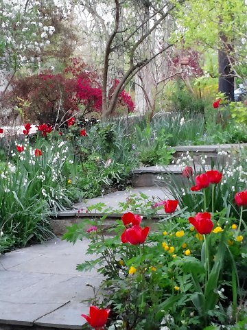 Tulips and daffodils on the path down through the garden